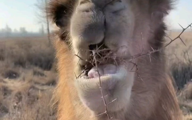 الجمل يأكل شوك الرمال