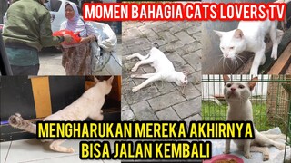 Syukuran Kucing Setruk Dan Lumpuh Bisa  Berjalan Kembali Mengharukan Pecinta Kucing..!