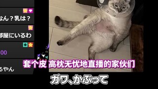 【مقطع مُعدّ】 أسباب كره الـVtuber (تانوكانا)