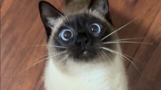 พี่ใหญ่โคลนจะขึ้นไปบนรังได้ไหม ขาของรังสั้นนะ喵