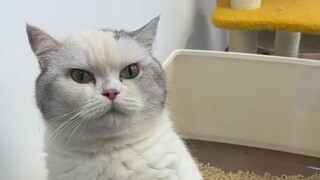 If you refuse mommy cats, it starts with me!