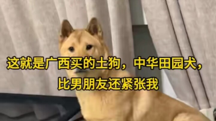 This is the local dog I bought in Guangxi— a Chinese rural dog—and it’s even more anxious about me t