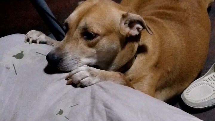 tonygirl