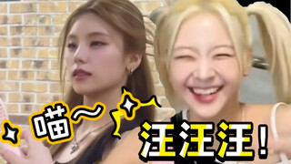 JYP Zoo: When a group is filled with all sorts of cute little animals, you'll be melted by their cut