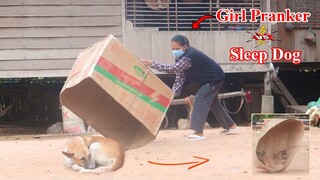 Girl Pranker vs Prank Sleep Dog - Very Funny New Prank Must Watch