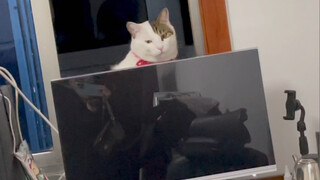 Kucing Kampung yang Menenangkan Hati