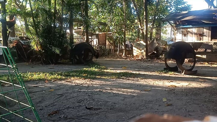 bitaw ng manok panlaban sa dec 3