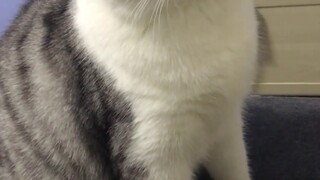 Abaikan kucing itu dan peluk kucing lain. Kucing itu sangat marah 2333