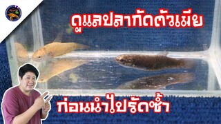 ดูแลปลากัดตัวเมียหลังรัดอย่างไรก็นำมาเพาะใหม่สไตล์korattv
