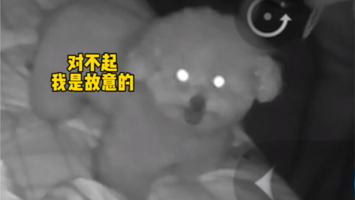 I woke up too suddenly—I dreamt a dog kicked me!