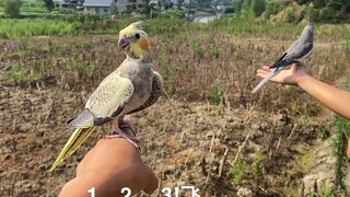 蒙面鸟哥挑战天下一场梦，看谁的鸟飞得高