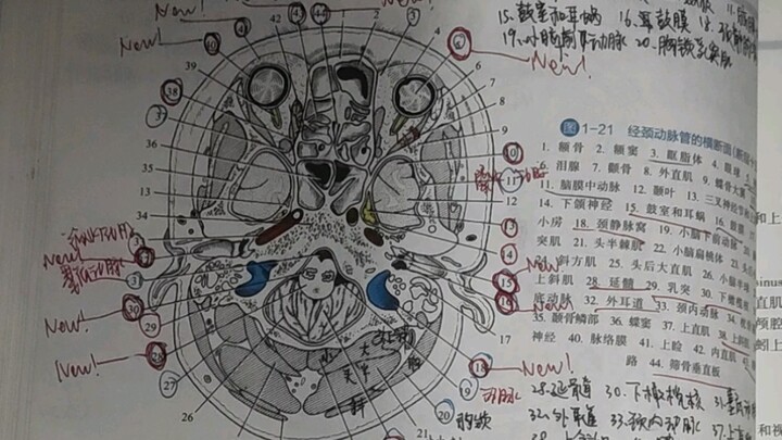 Sectional anatomy! I’m going to kidnap your mom!