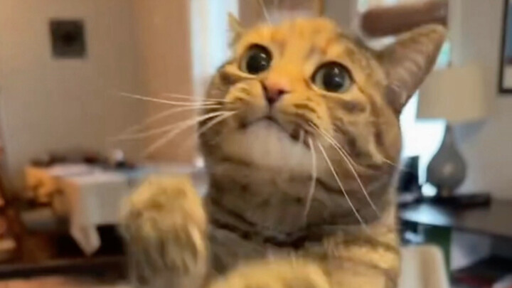 كبرت كثيرًا لكن ما زلت قطة مدللة!