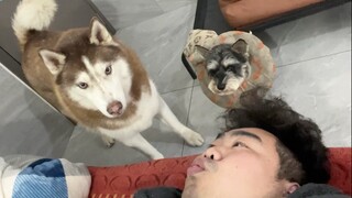 Erha: 100% able to catch a knife with his mouth, much smarter than Border Collie!