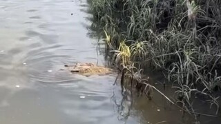 คนให้อาหารเกือบเป็นอาหารของมัน