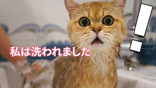 [Động vật] Chú mèo ba năm không được tắm rửa bối rối khi đi tắm!