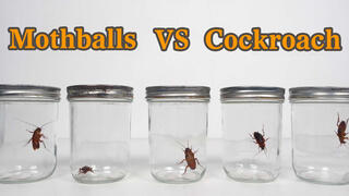 Experiment: Can Mothballs Kill Cockroaches?
