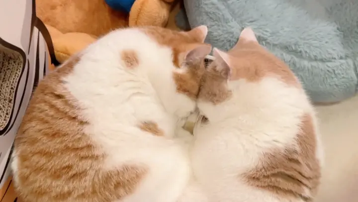 Two Kittens Sleeping Together Is LOVE!