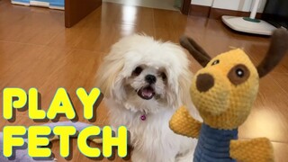 Cute Shih tzu Puppy Knows How to Play Fetch