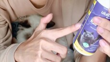 obat kutu kucing | mengobati kucing kutuan