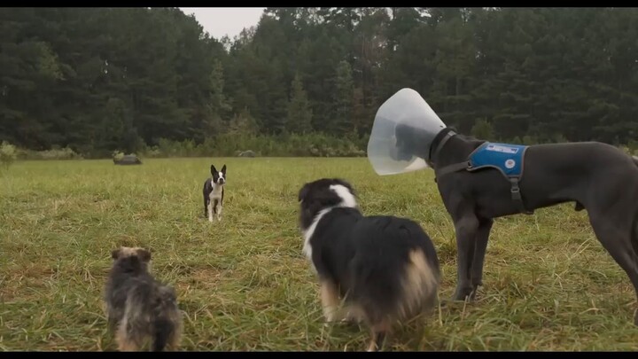 Strays _ Wach Full Movie: Link In Description