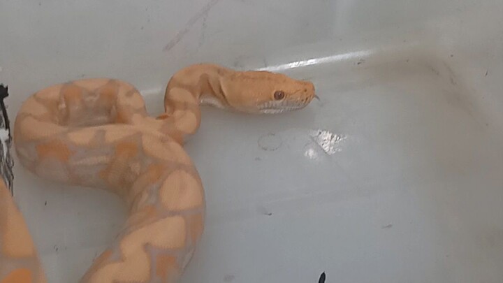 Lavender albino #reticulatedpython #snake #ahas #python #snakes