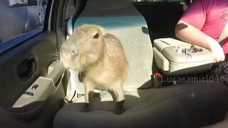 capybara