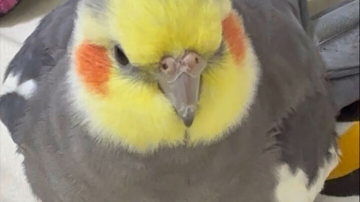 Gửi cả cơm chân giò Longjiang vào cũng còn thấy béo ngậy.