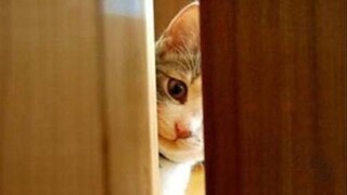 【Snow Arya】Kucing putih yang menyaksikan tetangganya selingkuh