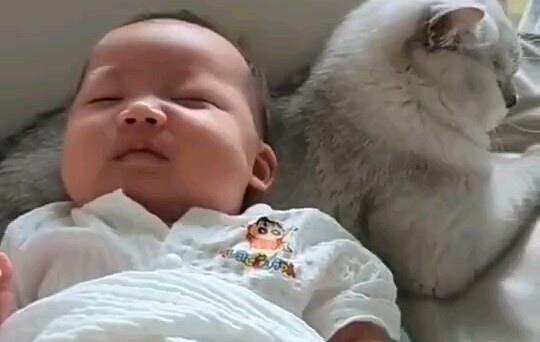 Kucing: Aku sudah berkorban begitu banyak untuk keluarga ini!