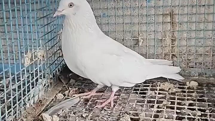 Panjabi
