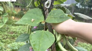 Cà tím xào thịt bò bằm, vịt kho gừng những món ăn đơn giản_ 4