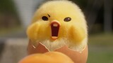 Lòng đỏ trứng có nằm phẳng không? ! Trailer chính thức của phim hoạt hình hài Netflix "Những cuộc ph