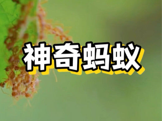 Semut Ajaib #Semut #AlamSemesta #Menakjubkan #SainsPopuler #BaruDariLuarNegeri