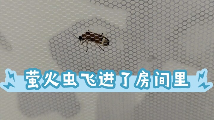 Cứ tưởng chỉ là một con ruồi, ai ngờ lại là đom đóm… Tôi cứ nghĩ đom đóm đã tuyệt chủng từ lâu rồi.