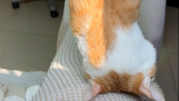 هوايات مي الشاذة