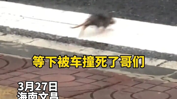 In Wenchang, Hainan, a girl on the street encountered a mouse crossing the road—then dropped a proph