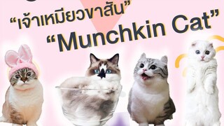 EP4 เจ้าเหมียวขาสั้น Munchkin Cat