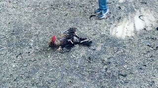 hoy...ulo....Santa Cruzan Caburihan tupada