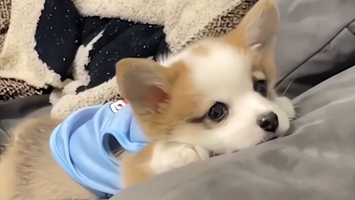 A puppy’s thoughts are all written on its face~