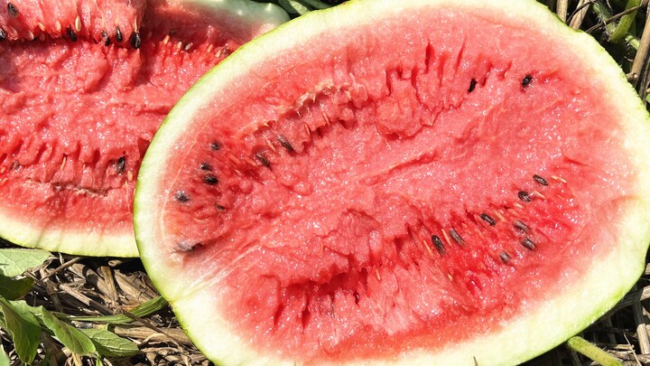 Ajak kamu ke kebun semangka untuk memilih semangka, cuma 40 sen per kilo, bebas petik—kira-kira menu