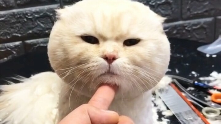 My haircut turned out so ugly, so I ended up giving the cat a trim too.