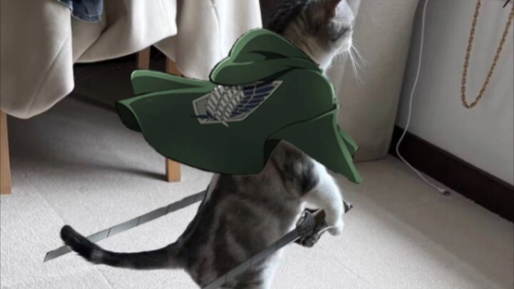 “Is there cat-food freedom beyond the sea?”