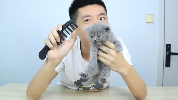 Người ta nói rằng mèo sẽ nôn khi nghe thấy tiếng lược, vì vậy tôi đã mua một cái lược cho mèo