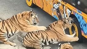 🐅: Dude, are you crazy? This is gonna get you in big trouble.