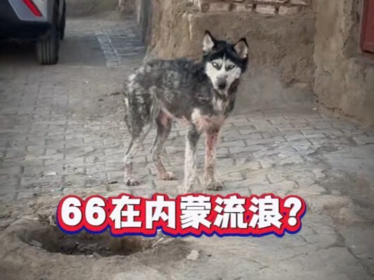 Pan Hong Park Area: Netizens spotted “66” in Inner Mongolia, and when they called out “66,” it actua