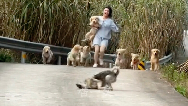 Hương lúa cùng chó chữa lành tất cả