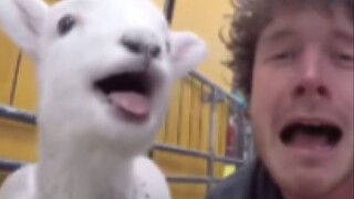 Little Lamb: Hmph! Why are you imitating my bleat?!