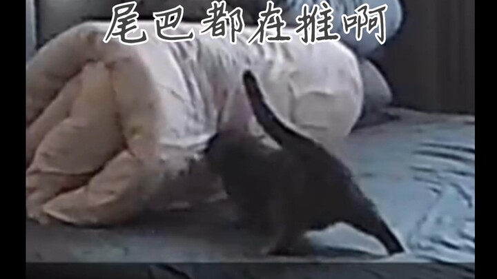 猫咪撞翻被子,展现惊人牛劲推回被子