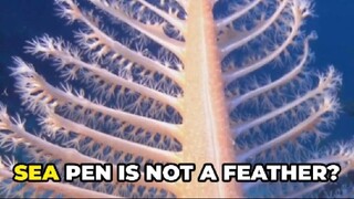 Sea Pen Explained – Not a Plant, Not a Feather!